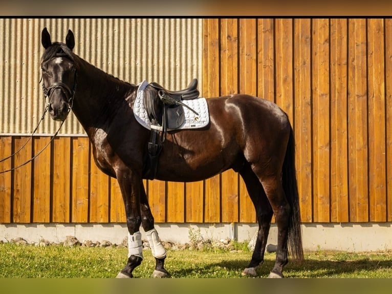 Deutsches Sportpferd Wallach 4 Jahre 171 cm Rappe in Bad Schussenried