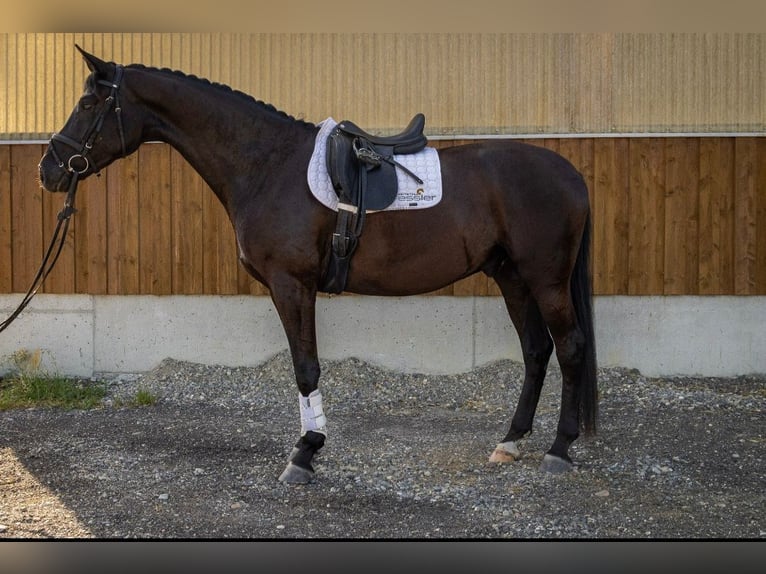 Deutsches Sportpferd Wallach 4 Jahre 171 cm Rappe in Bad Schussenried
