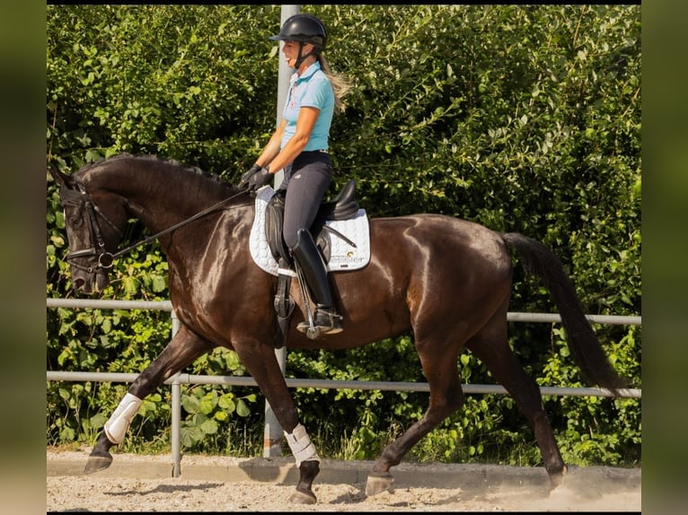 Deutsches Sportpferd Wallach 4 Jahre 171 cm Rappe in Bad Schussenried