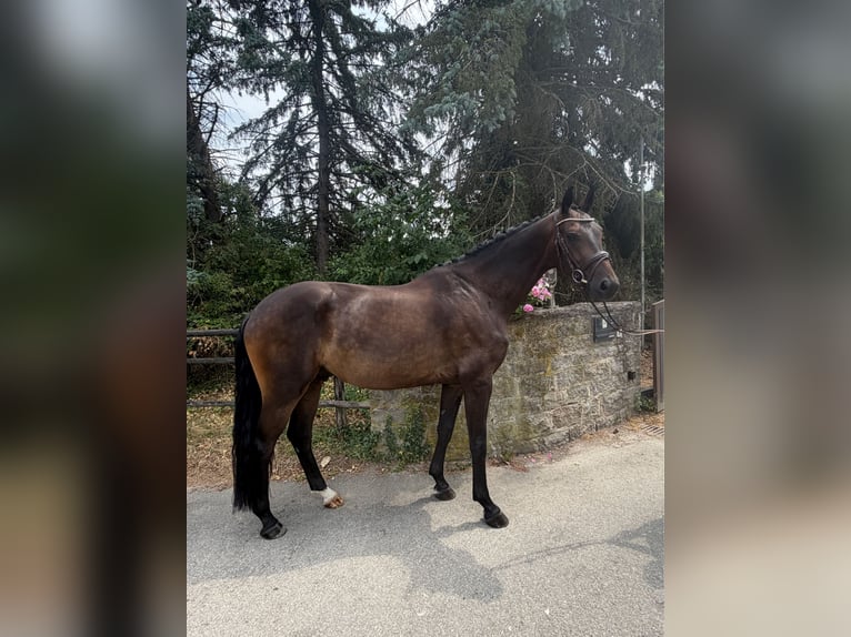 Deutsches Sportpferd Wallach 4 Jahre 172 cm Brauner in Steinheim