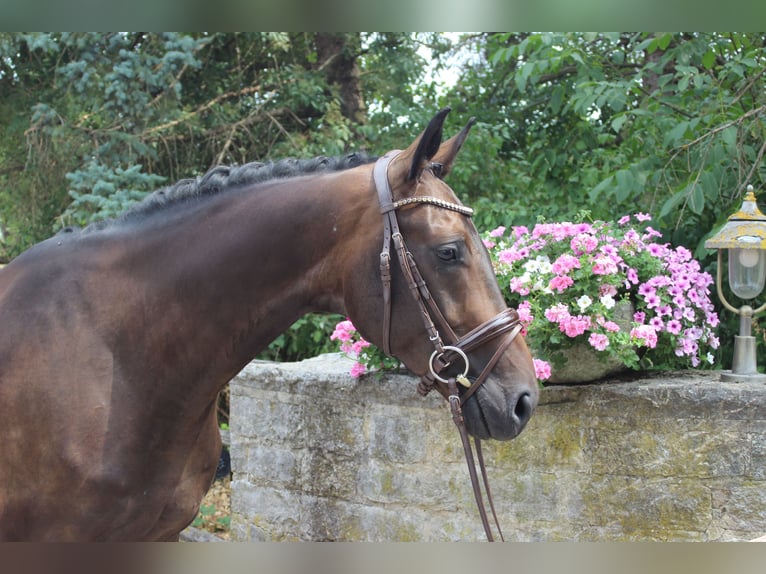 Deutsches Sportpferd Wallach 4 Jahre 172 cm Brauner in Steinheim