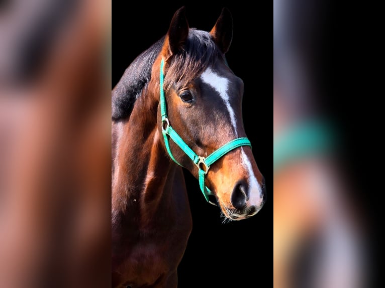 Deutsches Sportpferd Wallach 4 Jahre 172 cm Brauner in Warendorf