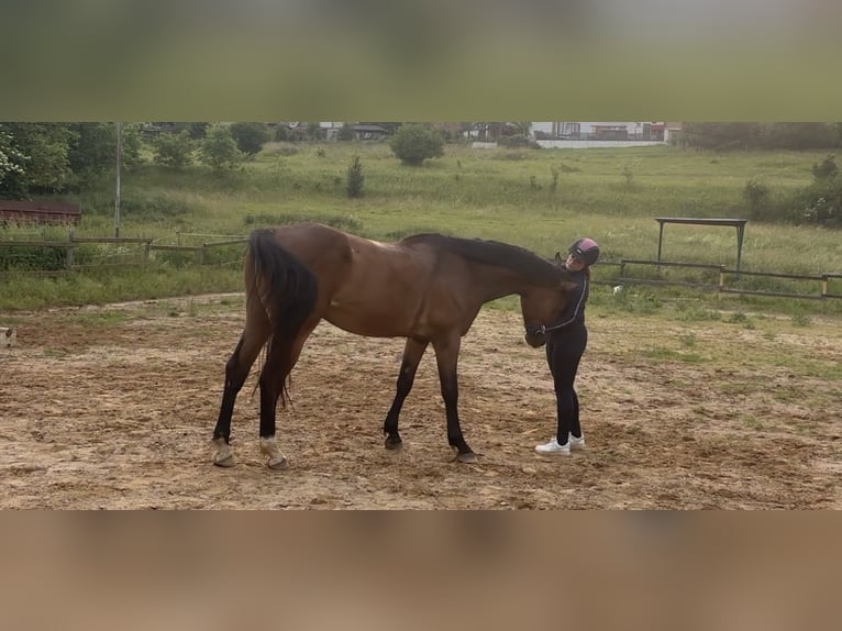 Deutsches Sportpferd Wallach 4 Jahre 172 cm Brauner in Aschersleben Giersleben