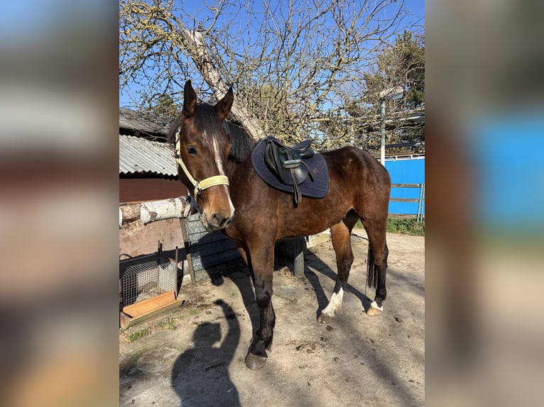Deutsches Sportpferd Wallach 4 Jahre 172 cm Brauner in Aschersleben Giersleben
