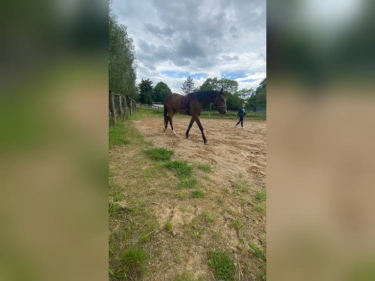 Deutsches Sportpferd Wallach 4 Jahre 172 cm Brauner in Aschersleben Giersleben