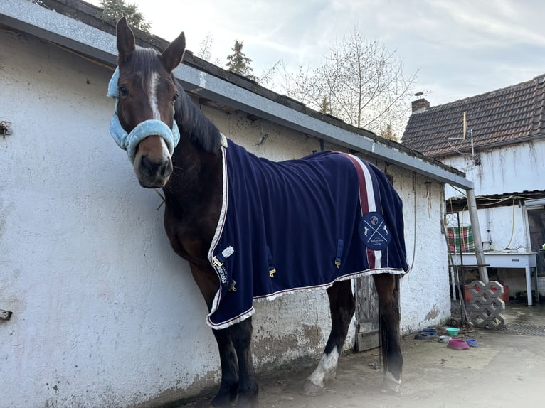 Deutsches Sportpferd Wallach 4 Jahre 172 cm Brauner in Aschersleben Giersleben