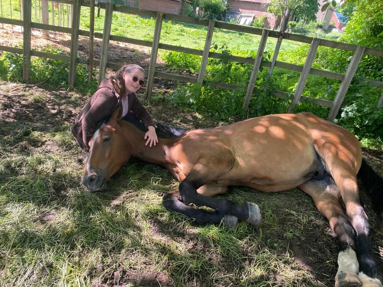 Deutsches Sportpferd Wallach 4 Jahre 172 cm Brauner in Aschersleben Giersleben