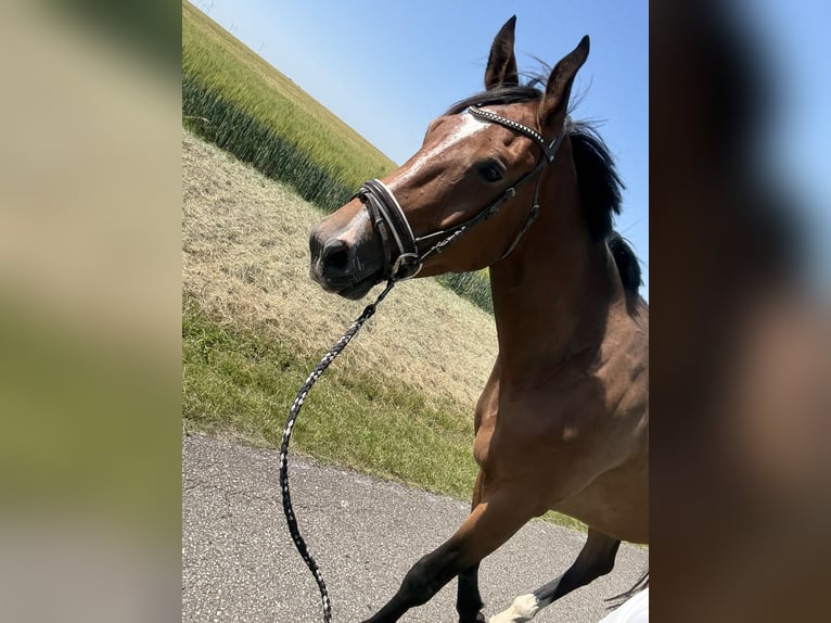 Deutsches Sportpferd Wallach 4 Jahre 172 cm Brauner in Aschersleben Giersleben