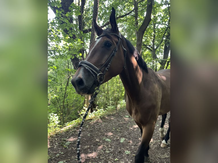 Deutsches Sportpferd Wallach 4 Jahre 172 cm Brauner in Aschersleben Giersleben