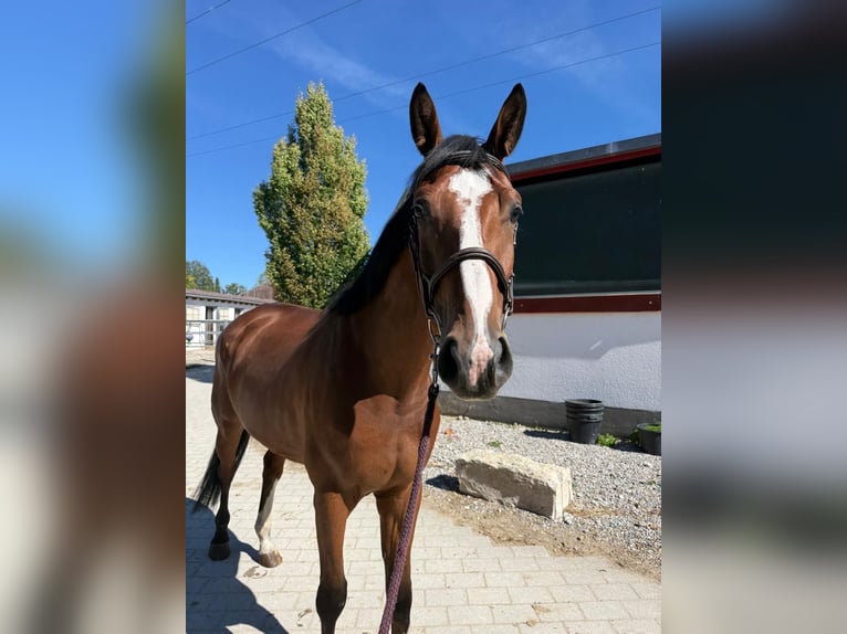 Deutsches Sportpferd Wallach 4 Jahre 172 cm Brauner in Karlsfeld