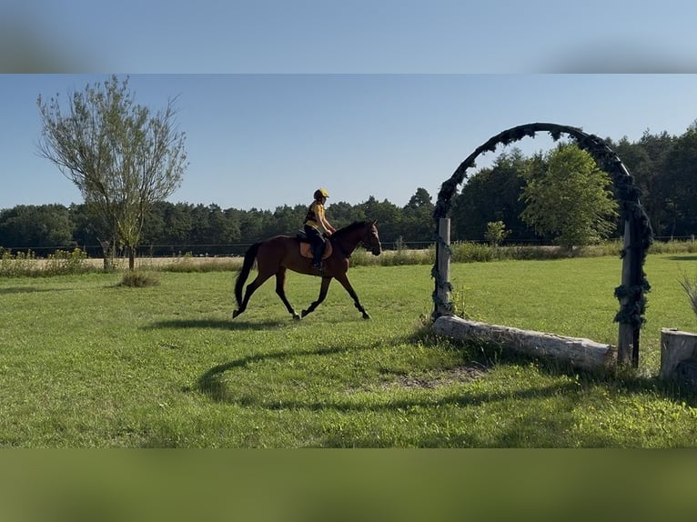 Deutsches Sportpferd Wallach 4 Jahre 172 cm Brauner in Schwarzenbek