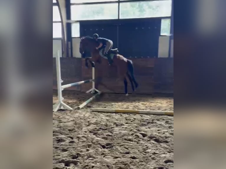 Deutsches Sportpferd Wallach 4 Jahre 172 cm Brauner in Schwarzenbek