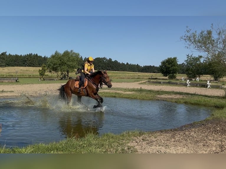 Deutsches Sportpferd Wallach 4 Jahre 172 cm Brauner in Schwarzenbek