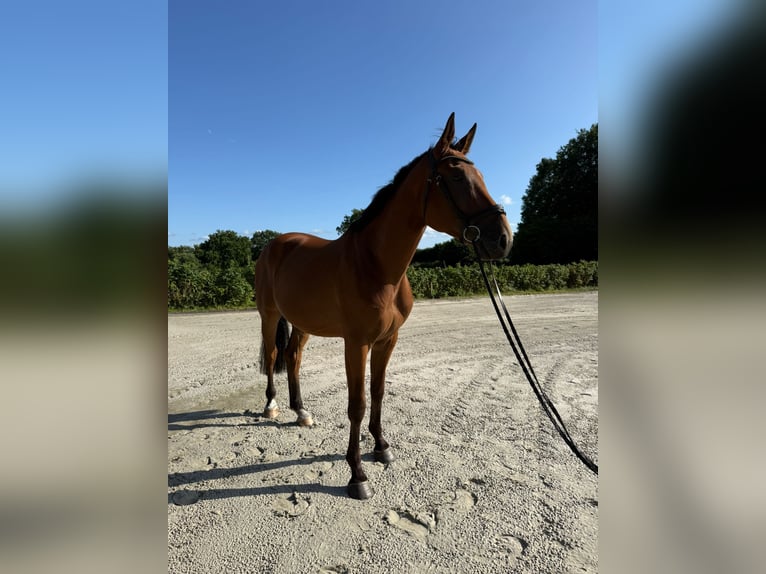 Deutsches Sportpferd Wallach 4 Jahre 172 cm Brauner in Neu Duvenstedt