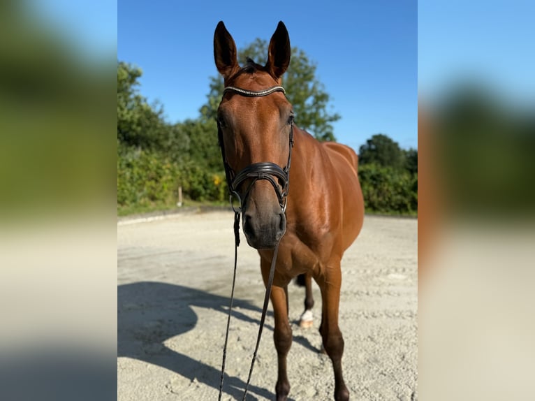 Deutsches Sportpferd Wallach 4 Jahre 172 cm Brauner in Neu Duvenstedt
