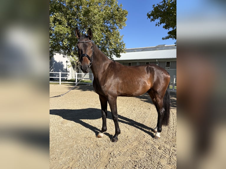 Deutsches Sportpferd Wallach 4 Jahre 172 cm Dunkelbrauner in Ebreichsdorf