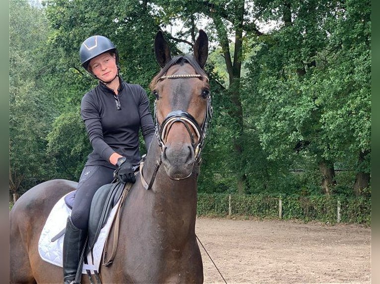 Deutsches Sportpferd Wallach 4 Jahre 172 cm Dunkelbrauner in Verden (Aller)