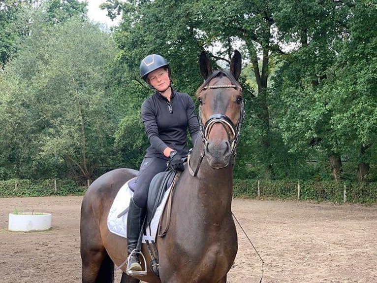 Deutsches Sportpferd Wallach 4 Jahre 172 cm Dunkelbrauner in Verden (Aller)