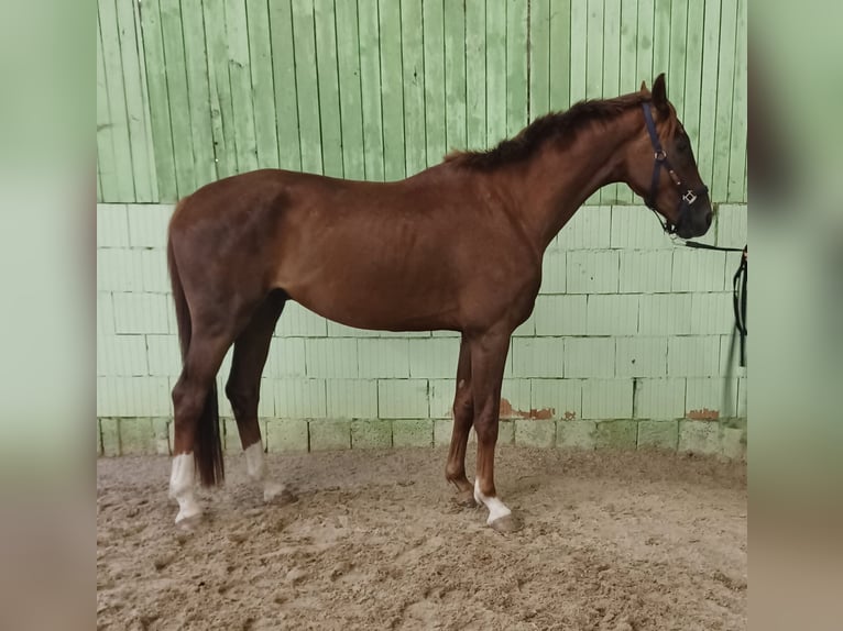 Deutsches Sportpferd Wallach 4 Jahre 172 cm Dunkelfuchs in Mühlenberge