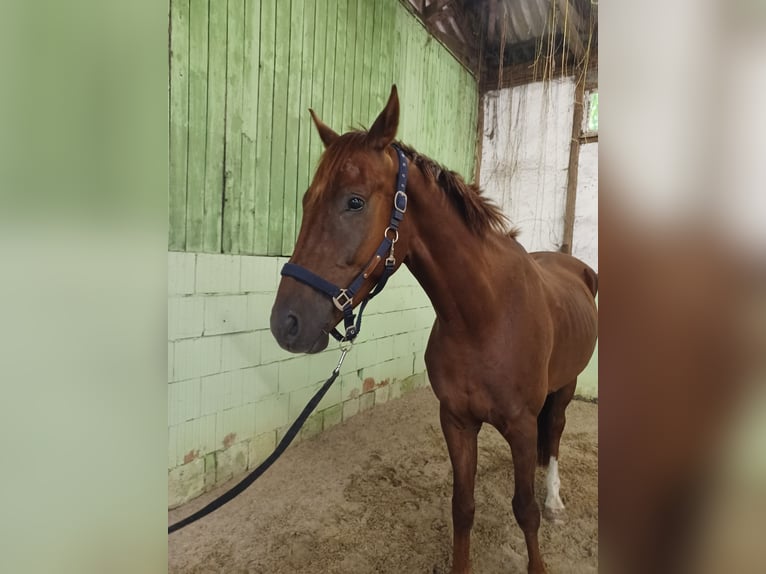 Deutsches Sportpferd Wallach 4 Jahre 172 cm Dunkelfuchs in Mühlenberge
