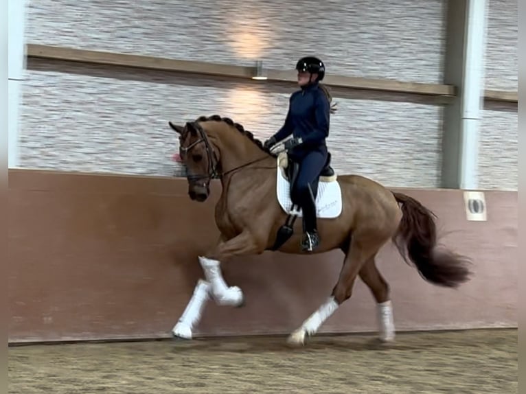 Deutsches Sportpferd Wallach 4 Jahre 172 cm Fuchs in Wehringen