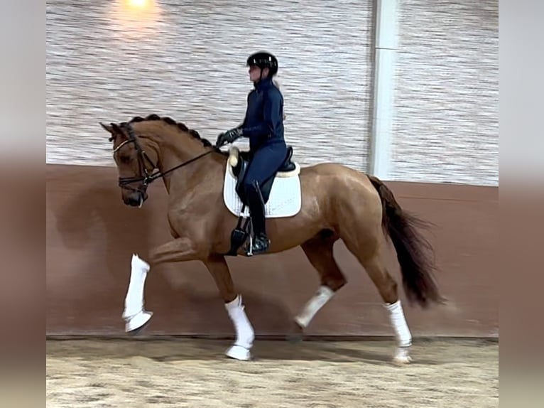 Deutsches Sportpferd Wallach 4 Jahre 172 cm Fuchs in Wehringen