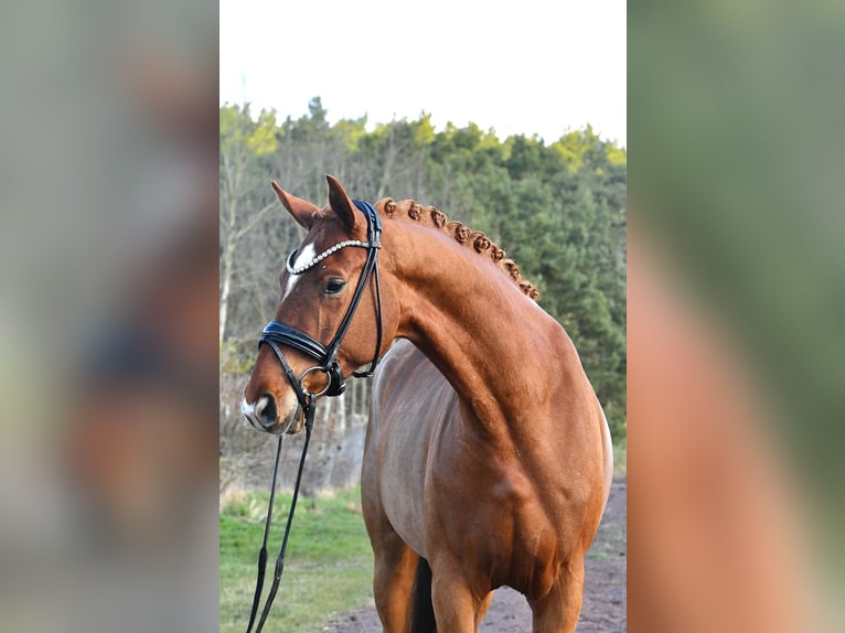 Deutsches Sportpferd Wallach 4 Jahre 172 cm Fuchs in Kamern
