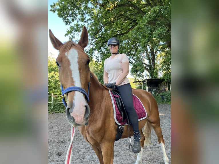 Deutsches Sportpferd Wallach 4 Jahre 172 cm Fuchs in Storkow (Mark) Schwerin