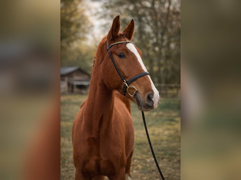 Deutsches Sportpferd Wallach 4 Jahre 172 cm Fuchs in Storkow (Mark) Schwerin