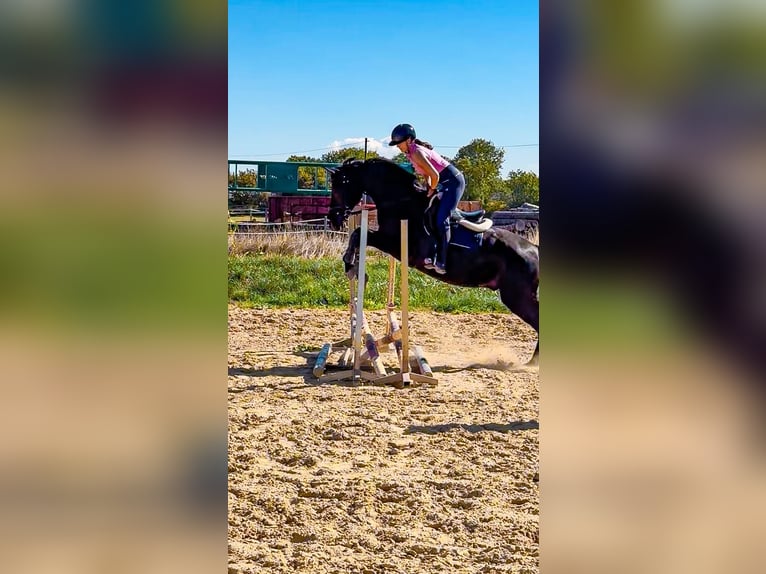 Deutsches Sportpferd Wallach 4 Jahre 172 cm Rappe in Worms