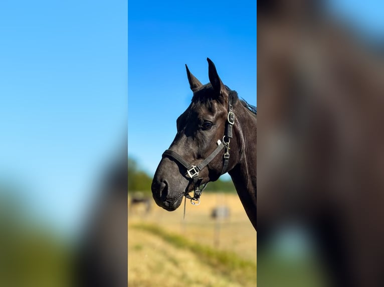 Deutsches Sportpferd Wallach 4 Jahre 172 cm Rappe in Worms