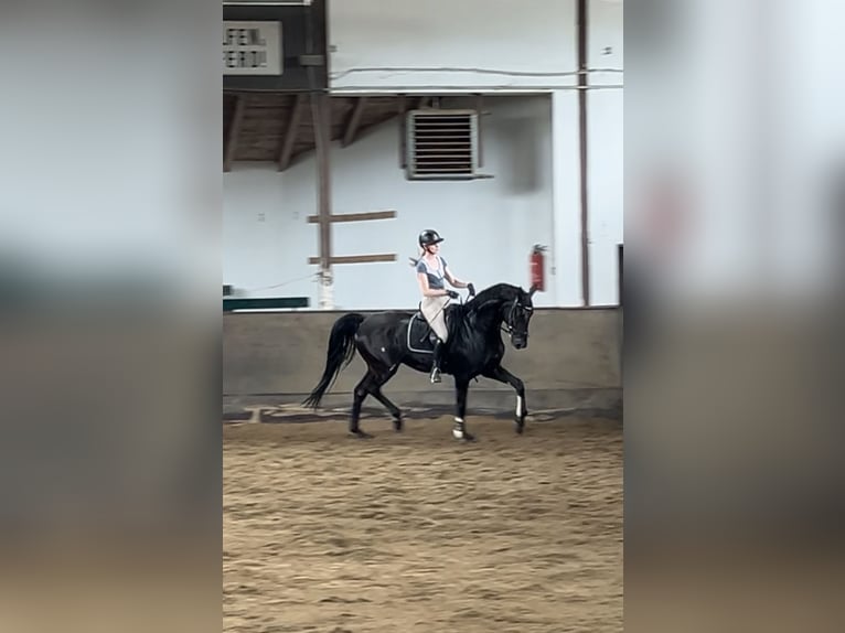 Deutsches Sportpferd Wallach 4 Jahre 172 cm Rappe in Weil