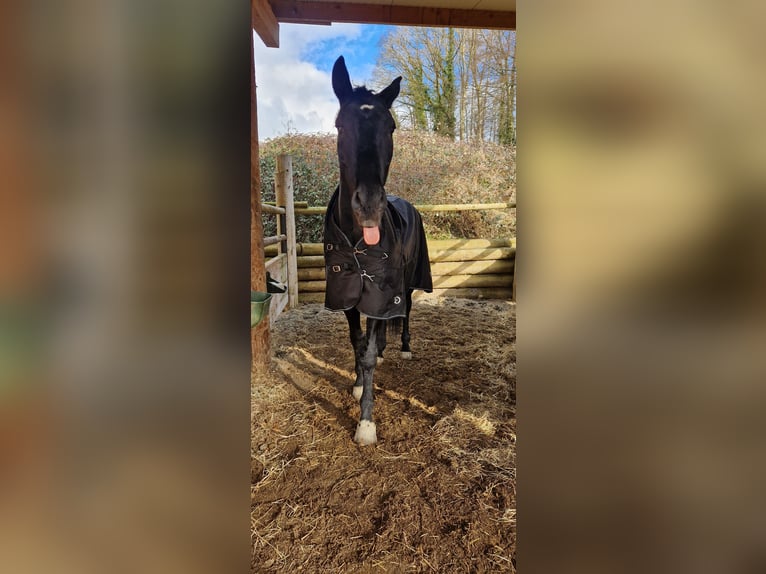 Deutsches Sportpferd Wallach 4 Jahre 172 cm Rappe in Bodman Ludwigshafen
