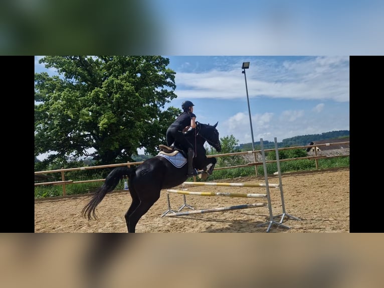 Deutsches Sportpferd Wallach 4 Jahre 172 cm Rappe in Bodman Ludwigshafen