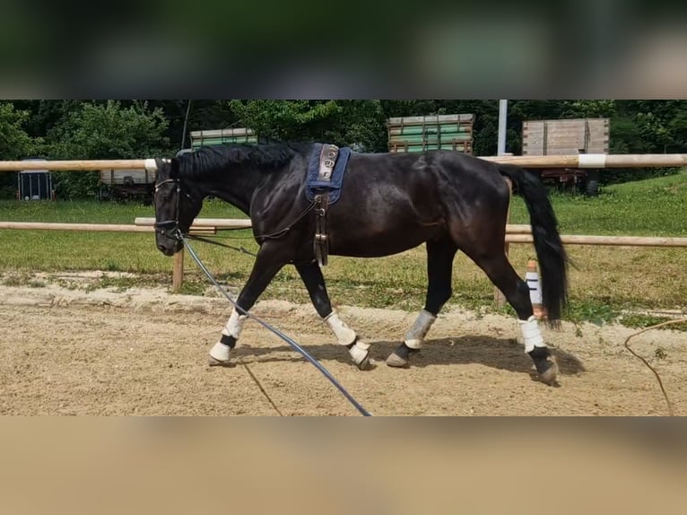 Deutsches Sportpferd Wallach 4 Jahre 172 cm Rappe in Bodman Ludwigshafen