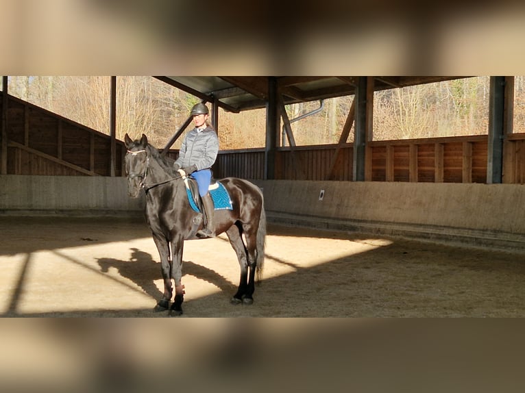 Deutsches Sportpferd Wallach 4 Jahre 172 cm Rappe in Bodman Ludwigshafen