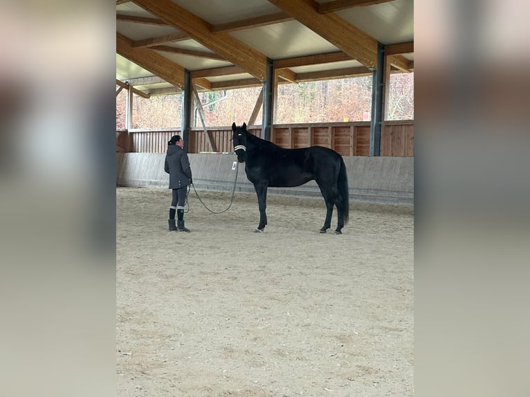 Deutsches Sportpferd Wallach 4 Jahre 172 cm Rappe in Bodman Ludwigshafen