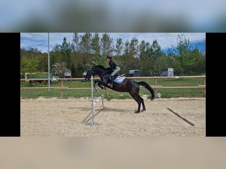Deutsches Sportpferd Wallach 4 Jahre 172 cm Rappe in Bodman Ludwigshafen