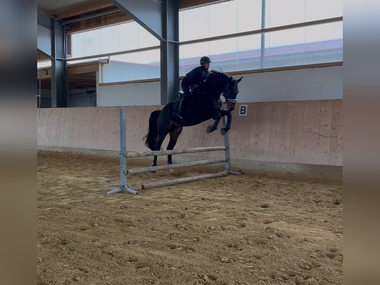 Deutsches Sportpferd Wallach 4 Jahre 172 cm Schwarzbrauner in Aalen