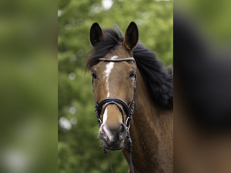 Deutsches Sportpferd Wallach 4 Jahre 173 cm Brauner in Kirchberg