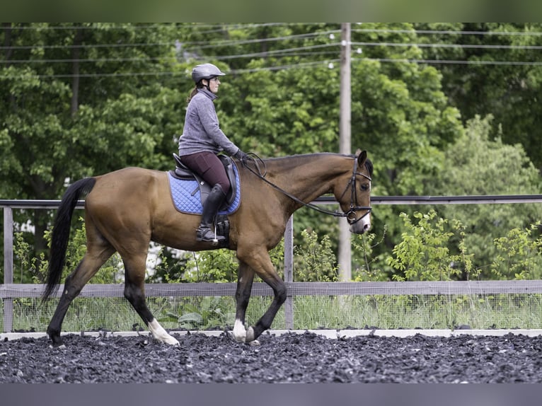 Deutsches Sportpferd Wallach 4 Jahre 173 cm Brauner in Kirchberg