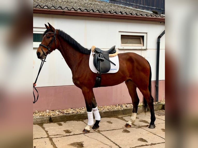 Deutsches Sportpferd Wallach 4 Jahre 173 cm Brauner in Kirchberg