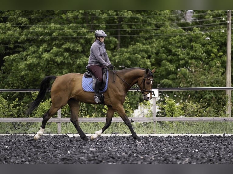 Deutsches Sportpferd Wallach 4 Jahre 173 cm Brauner in Kirchberg