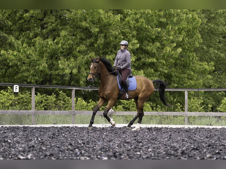Deutsches Sportpferd Wallach 4 Jahre 173 cm Brauner in Kirchberg