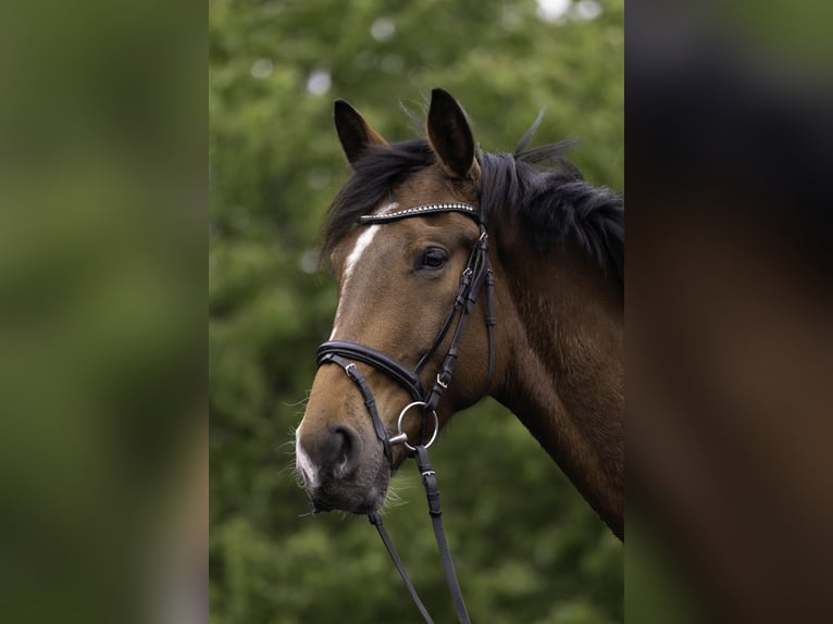 Deutsches Sportpferd Wallach 4 Jahre 173 cm Brauner in Kirchberg