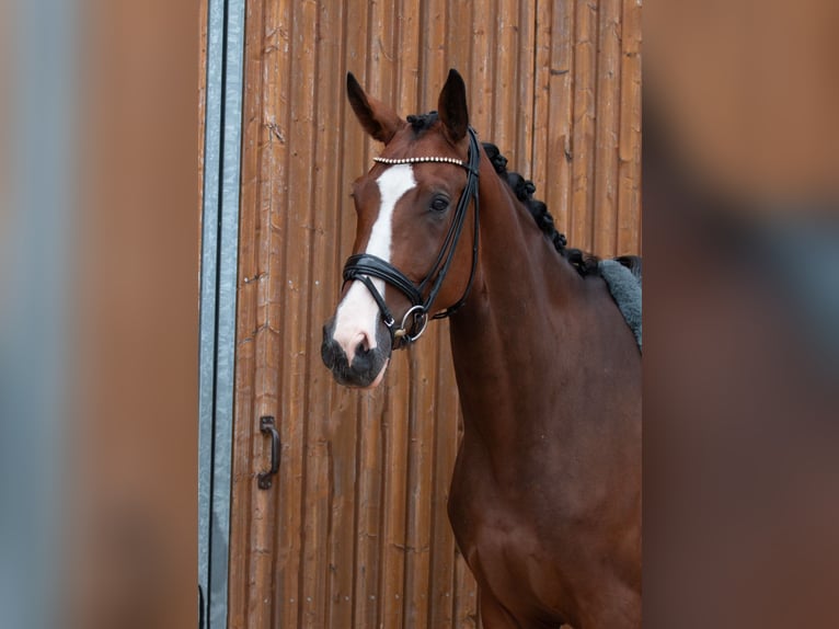 Deutsches Sportpferd Wallach 4 Jahre 173 cm Brauner in Warendorf