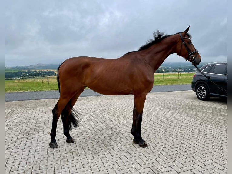 Deutsches Sportpferd Wallach 4 Jahre 173 cm Brauner in Drackenstein