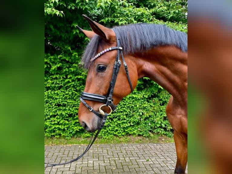 Deutsches Sportpferd Wallach 4 Jahre 173 cm Brauner in Drackenstein
