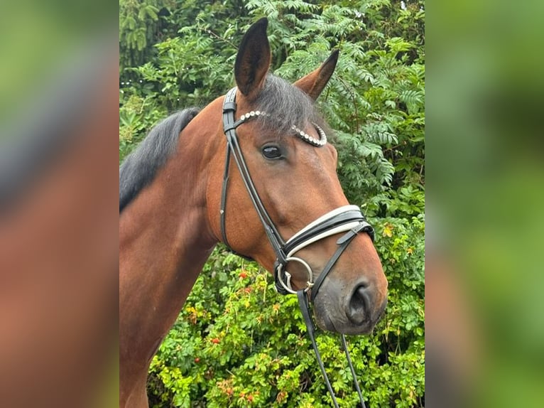 Deutsches Sportpferd Wallach 4 Jahre 173 cm Brauner in Drackenstein