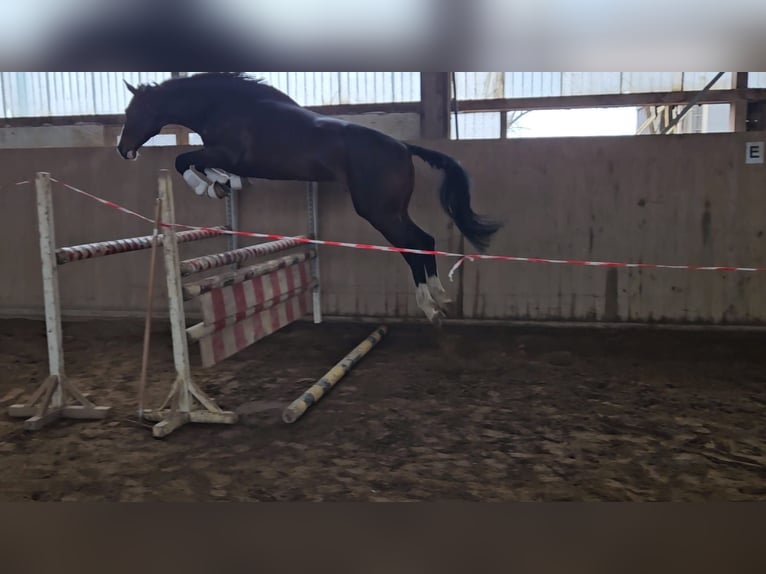 Deutsches Sportpferd Wallach 4 Jahre 173 cm Brauner in Zeulenroda Triebes